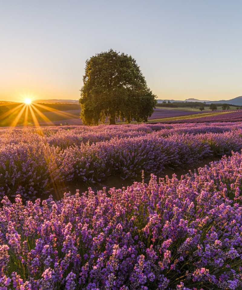Lavender fields in Tasmania